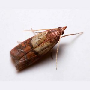siscoplagas-plagas-ocasionales